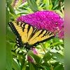 butterfly_8888